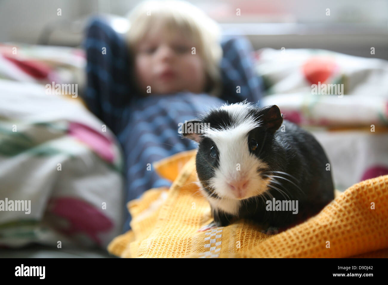 Ragazzo con la Guinea Pig Foto Stock