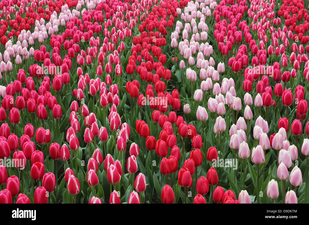 Giardini Keukenhof parco naturale onde di rosa e rosso tulipani. Foto Stock