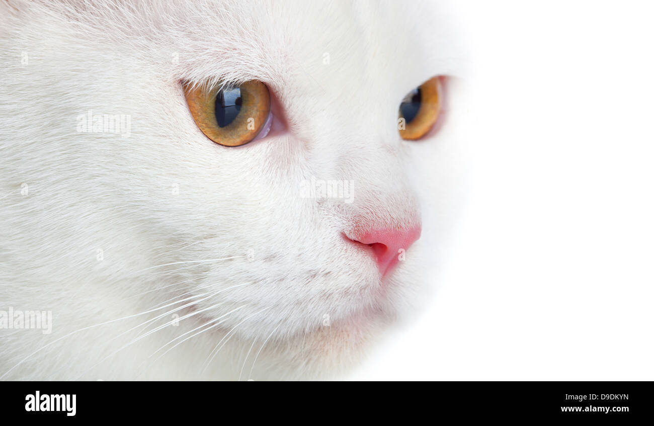 Ritratto di gatto bianco con gli occhi gialli Foto Stock