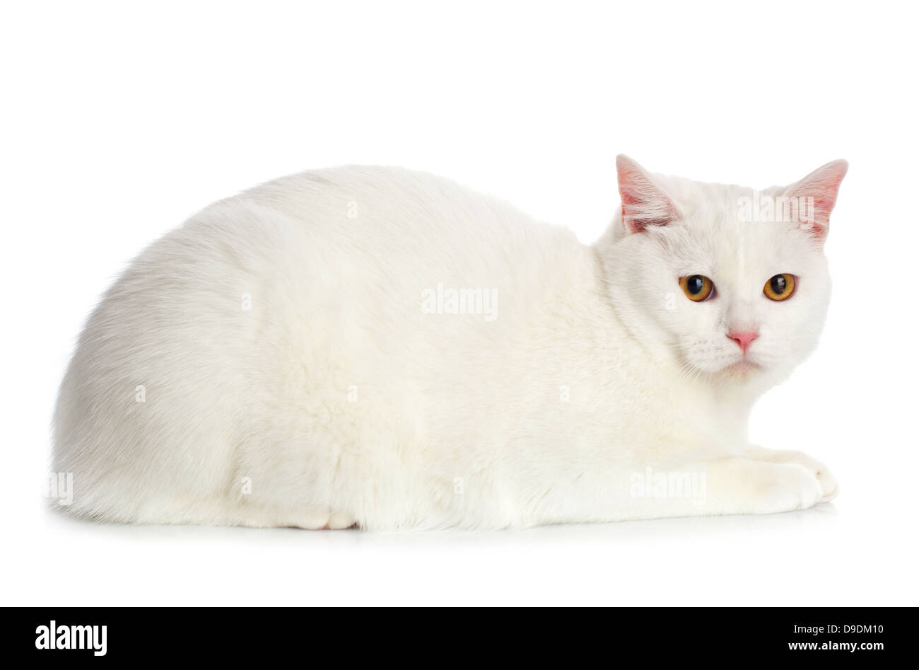Gatto Bianco con gli occhi gialli su sfondo bianco Foto Stock