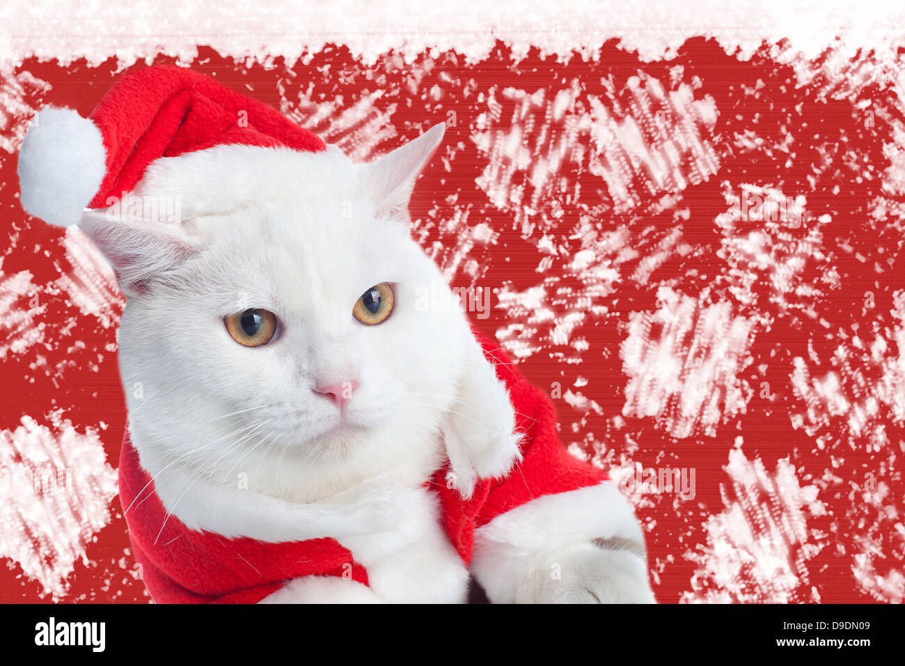 Gatto Bianco con gli occhi gialli su sfondo rosso Foto Stock