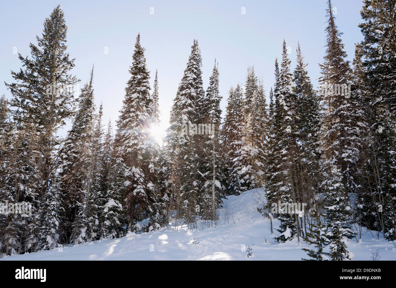 La luce del sole attraverso la coperta di neve alberi in foresta Foto Stock