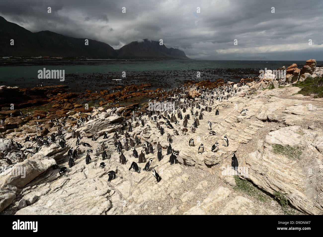 La colonia di pinguini di Betty's Bay, Western Cape, Sud Africa Foto Stock