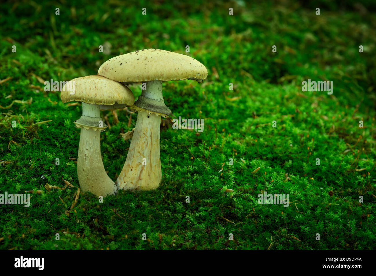 Due funghi sul suolo della foresta con Moss Foto Stock