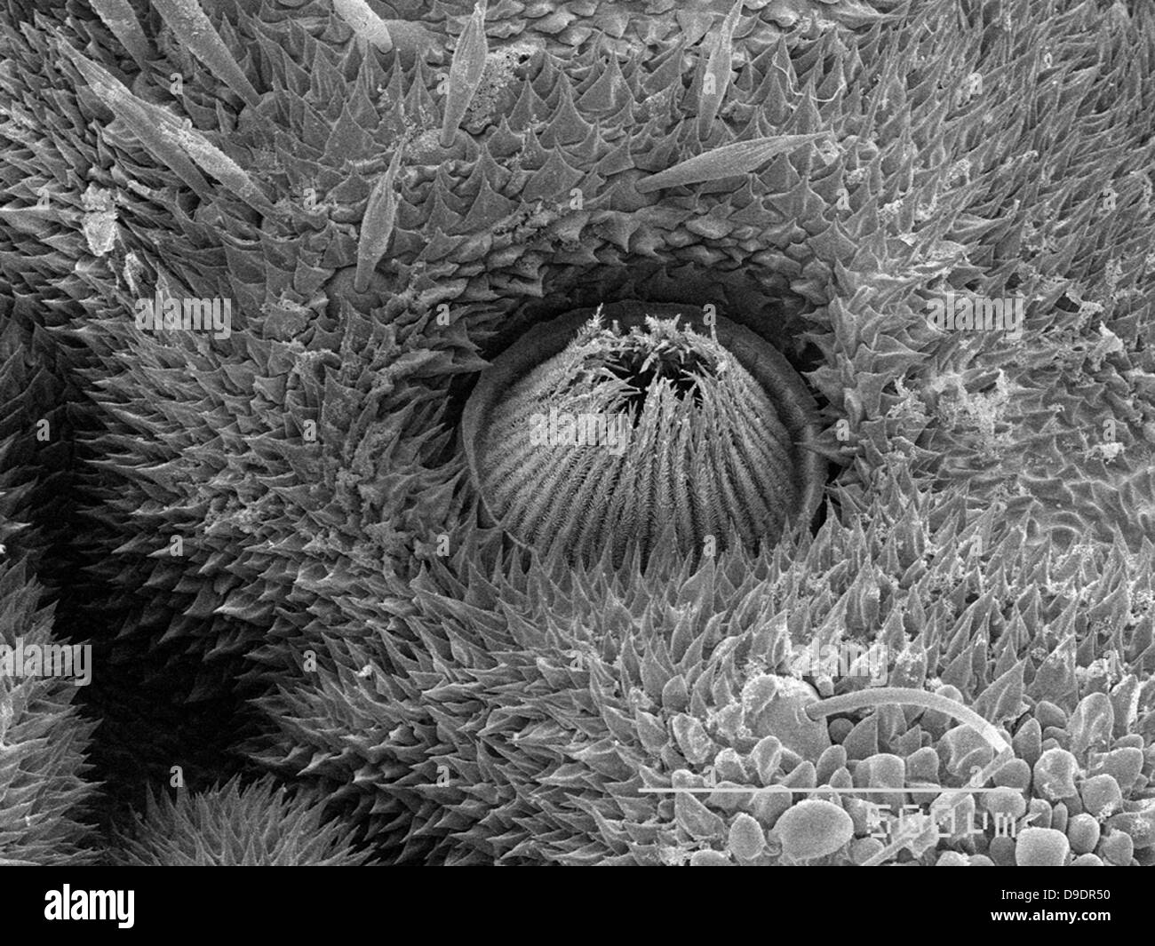 Spiracle di larva Limacodidae SEM Foto Stock