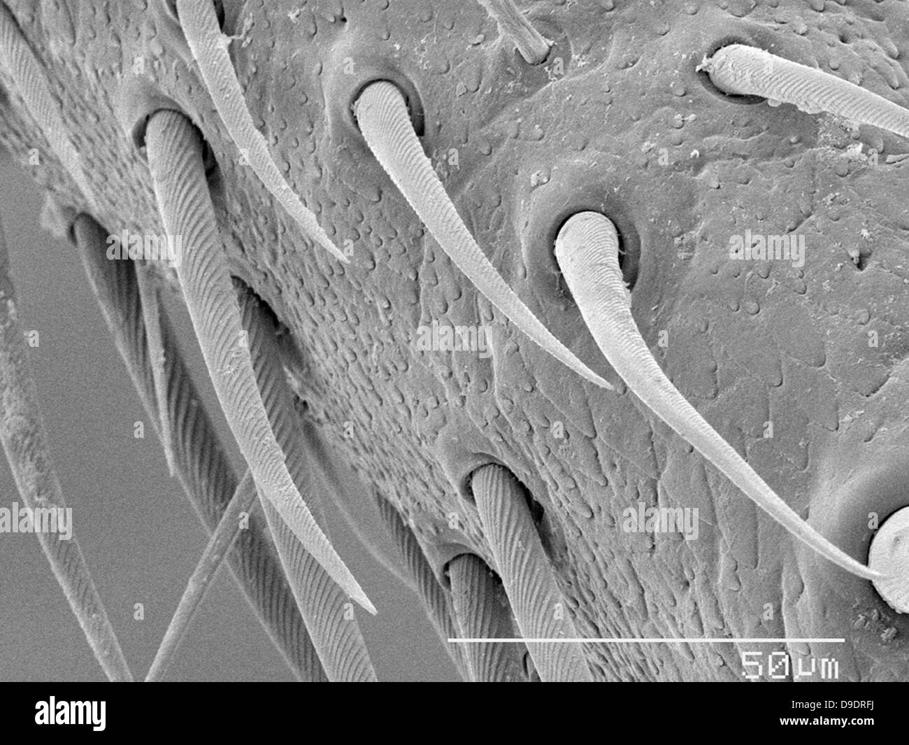 Spine sulla casa cricket (acheta domestica) leg SEM Foto Stock