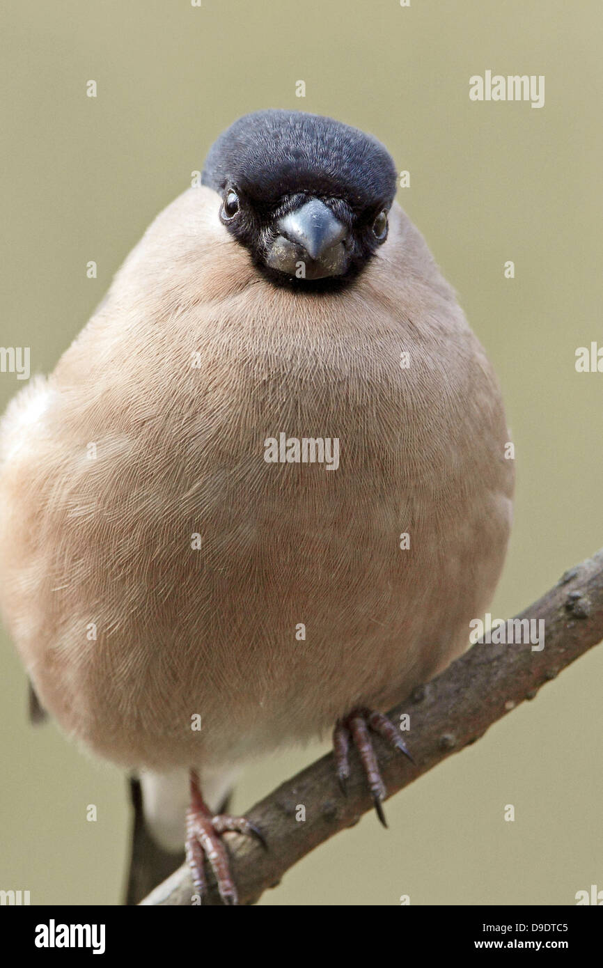 Un primo piano fotografia in formato ritratto di una femmina di Bullfinch (Pyrrhula pyrrhula) appollaiato su un ramo di albero. Foto Stock
