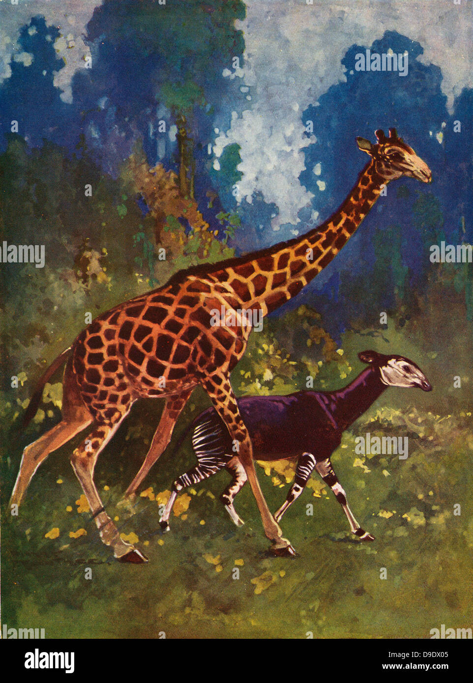 Illustrazione della giraffa e la sua relativa Okapi johnstoni, sconosciuto alla scienza fino al 1900. Foto Stock