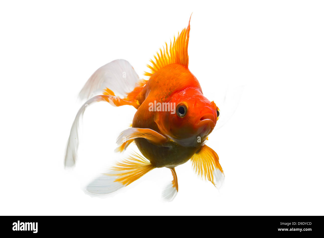 Pesci Rossi in acquario isolati su sfondo bianco Foto Stock