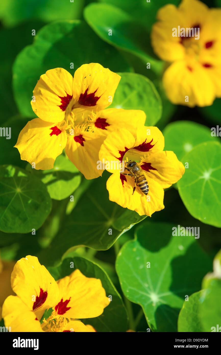 Ape su un piccolo fiore giallo closeup Foto Stock