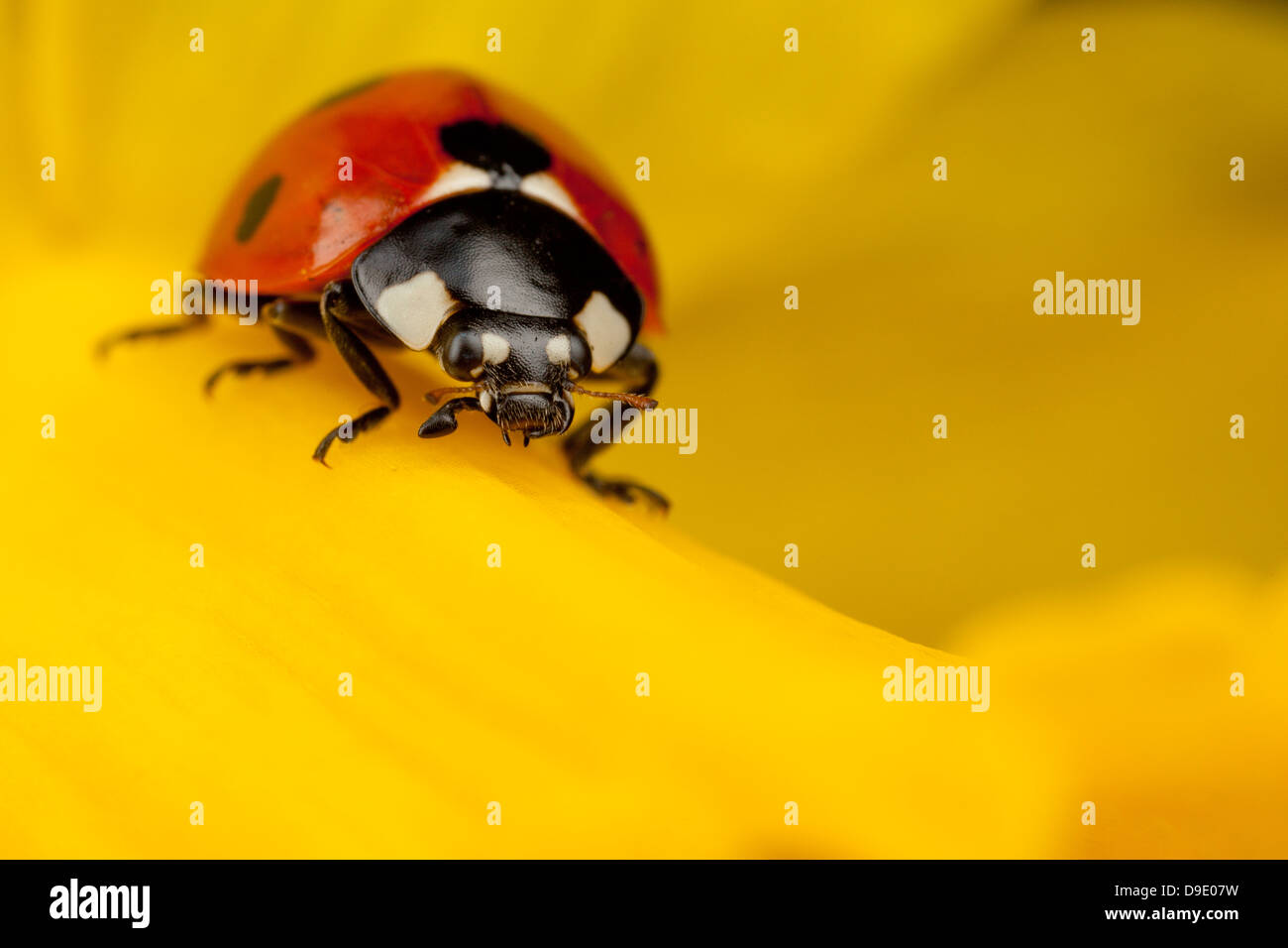 Un sei spot ladybird sorge su un daffodil testa di fiori Foto Stock