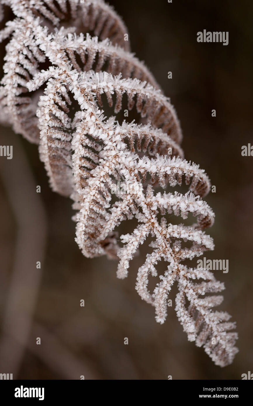Una felce è coperto di brina al mattino presto Foto Stock