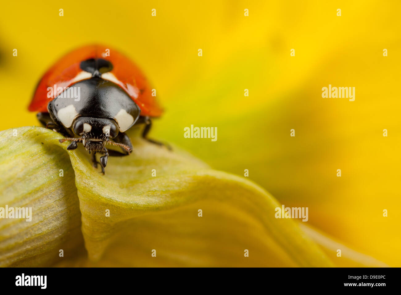 Un sei spot ladybird sorge su un daffodil fiore Foto Stock