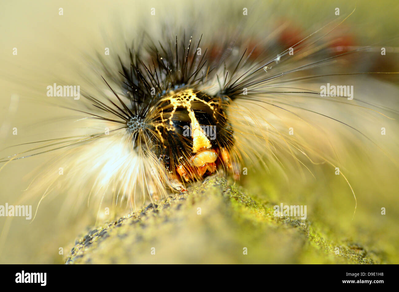 Una macro closeup un bruco appollaiato su un asse di legno. Foto Stock