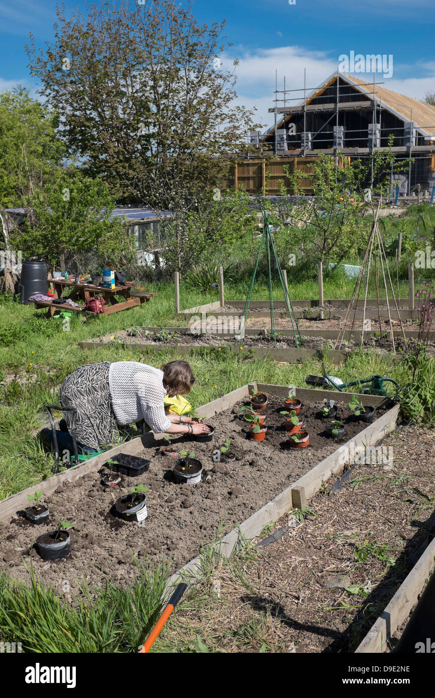 Una donna di mezza età a lavorare al suo riparto giardino semina di verdure , Wales UK Foto Stock