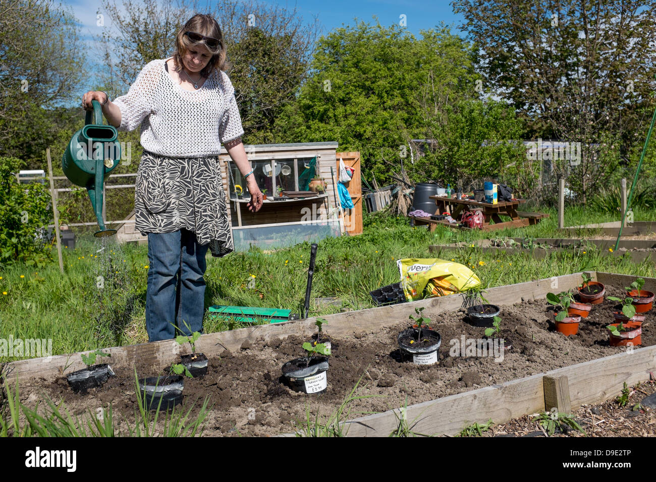 Una donna di mezza età a lavorare al suo riparto giardino, abbeverare gli ortaggi e piante Wales UK Foto Stock