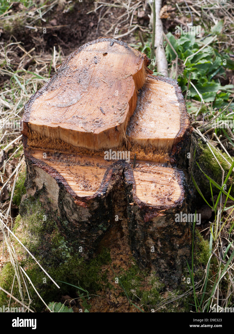 Regno Unito, Cheshire, vicino appena tagliato ceppo di albero che mostra sap Foto Stock