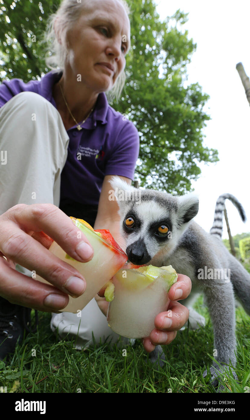 Ouwehand Zoo, Rhenen, Paesi Bassi. Il 18 giugno 2013. I custodi dello zoo di frutta fatta pop di ghiaccio specialmente per le scimmie al loro raffreddamento nel calore tropicale. Credito: dpa picture alliance/Alamy Live News Foto Stock
