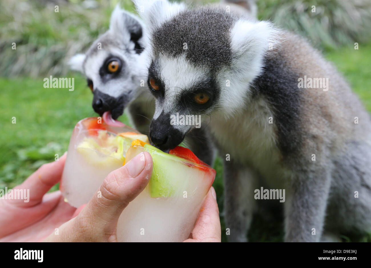 Ouwehand Zoo, Rhenen, Paesi Bassi. Il 18 giugno 2013. I custodi dello zoo di frutta fatta pop di ghiaccio specialmente per le scimmie al loro raffreddamento nel calore tropicale. Credito: dpa picture alliance/Alamy Live News Foto Stock