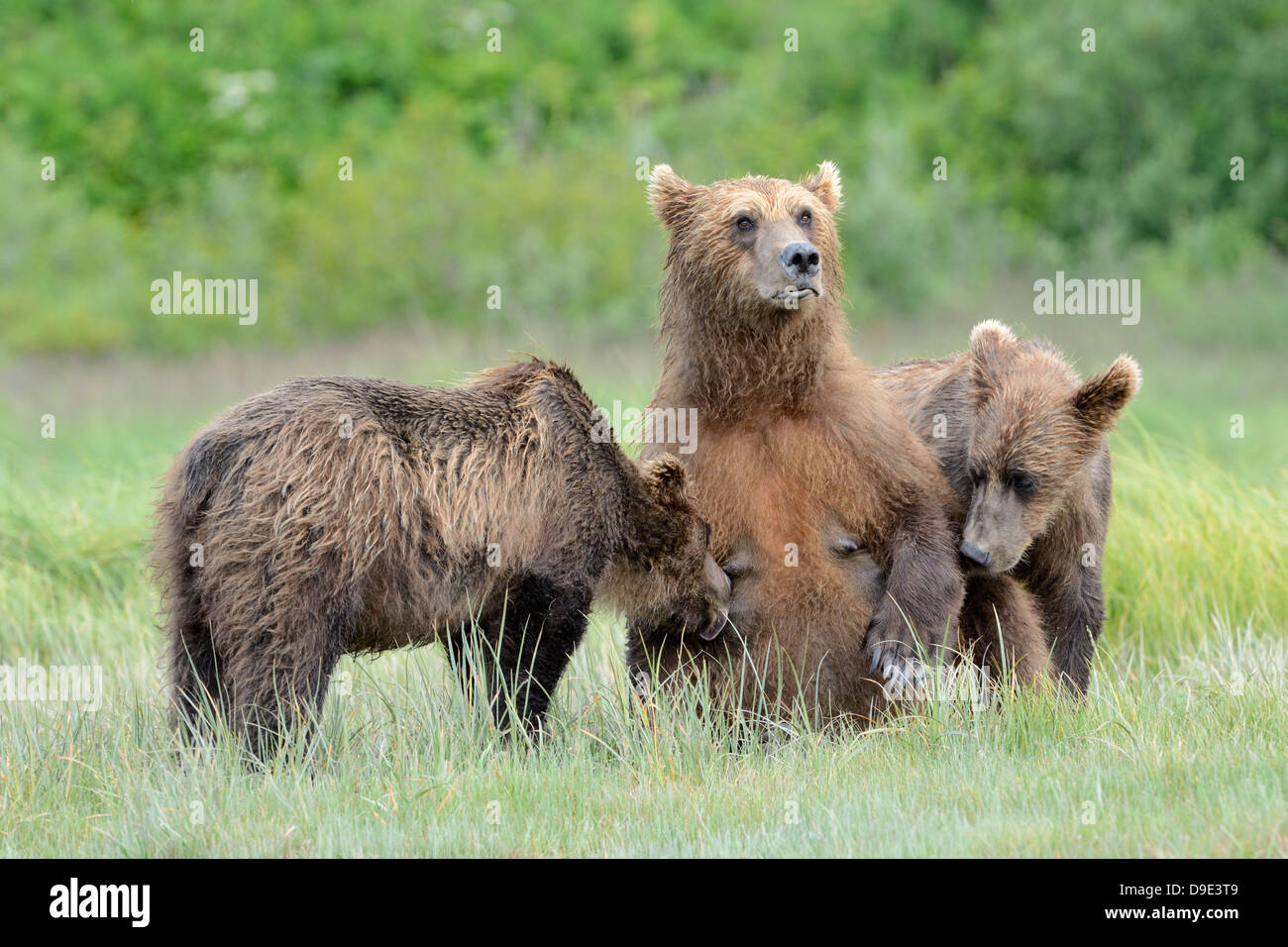 Orso grizzly alimentazione madre i suoi due cuccioli. Foto Stock