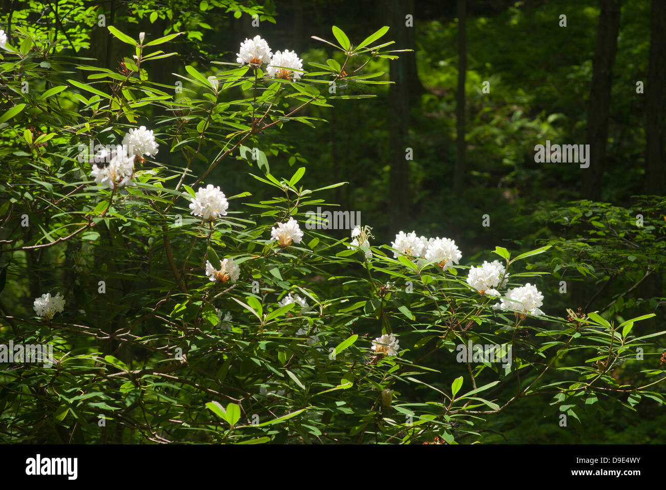 MOUNTAIN LAUREL FIORI ROUND ISLAND ESEGUIRE TRAIL CLINTON COUNTY PENNSYLVANIA USA Foto Stock