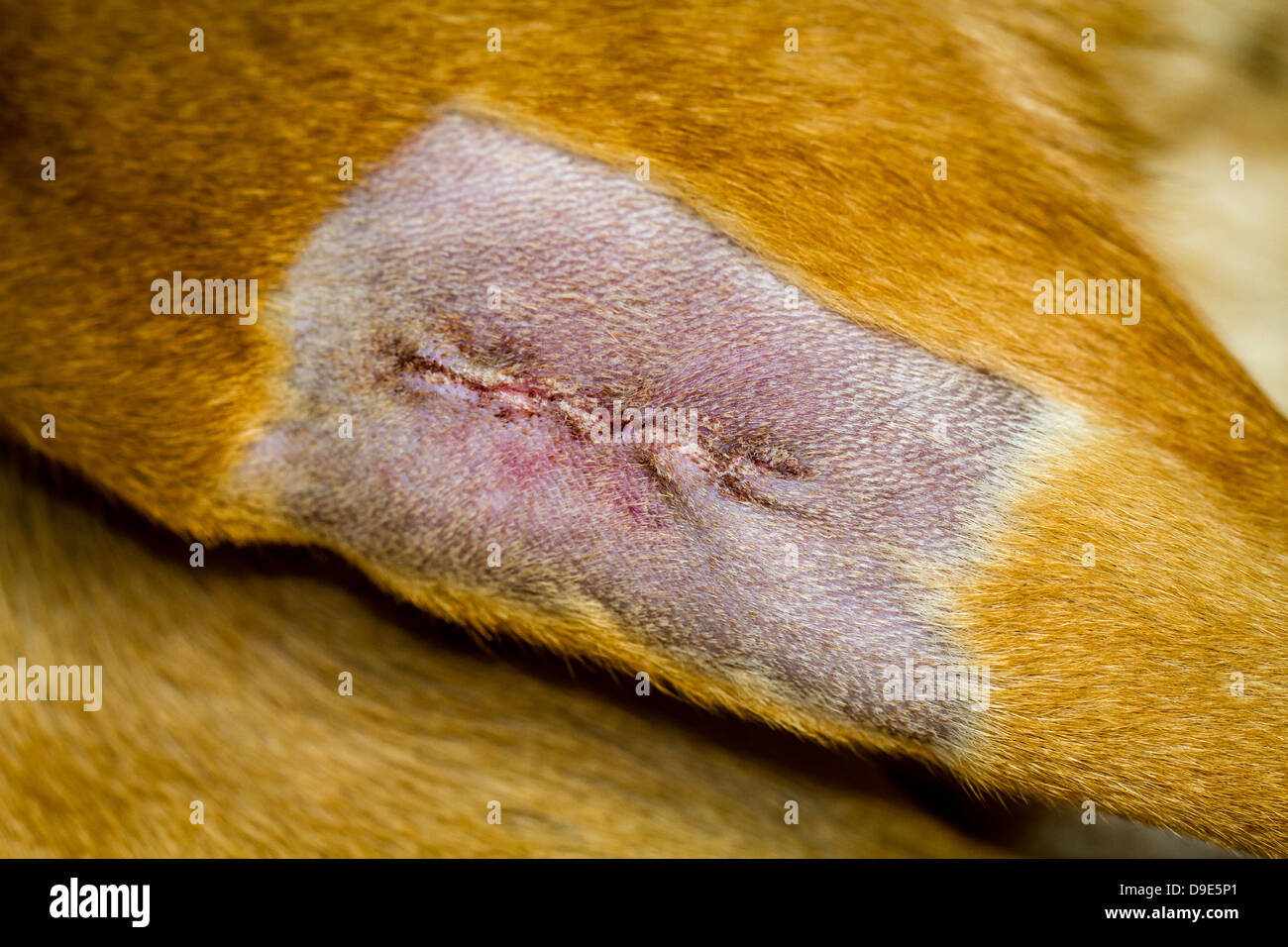 Dog leg - post-operazione di incisione incollato Foto Stock