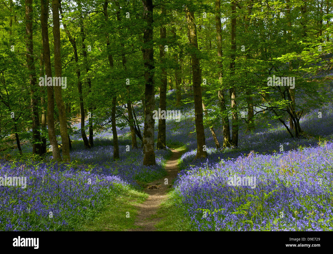 Bluebells Fishgarths in legno, Loughrigg, vicino a Ambleside, Parco Nazionale del Distretto dei Laghi, Cumbria, England Regno Unito Foto Stock