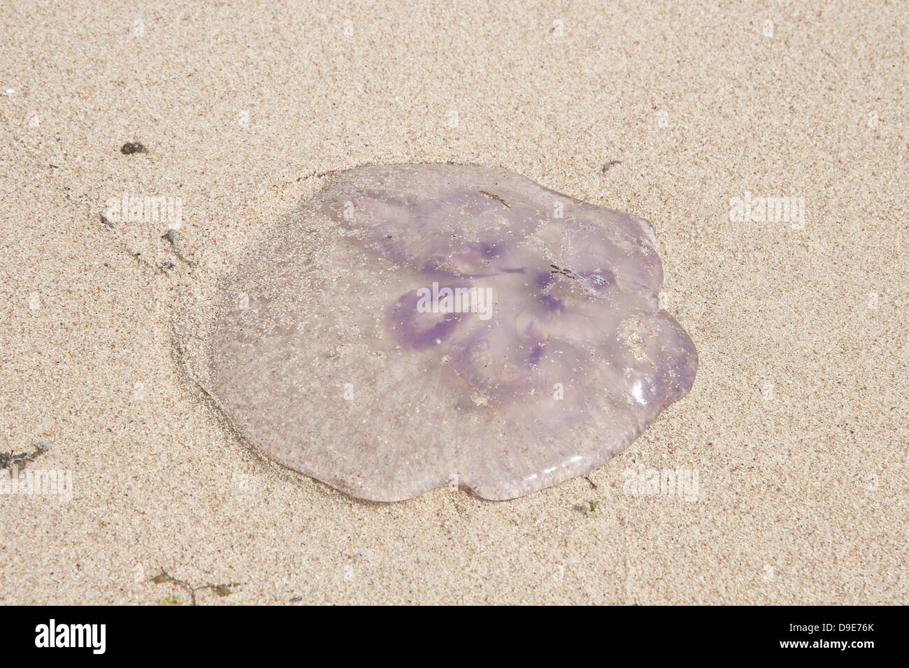 Rosa meduse sulla spiaggia (nell'acqua). Foto Stock