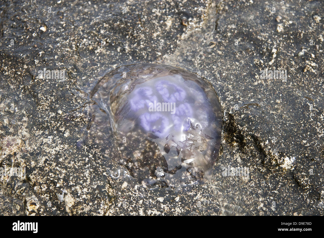 Rosa meduse sulla spiaggia (nell'acqua). Foto Stock
