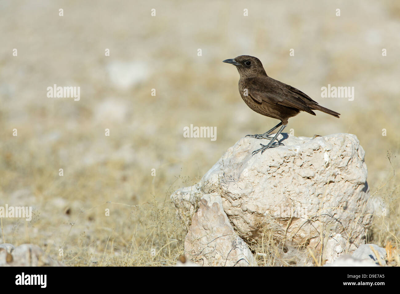 Southern Anteater Chat, Southern Anteater-Chat, Myrmecocichla formicivora, Ameisenschmätzer, Termitenschmätzer, Ameisenschmaetze Foto Stock