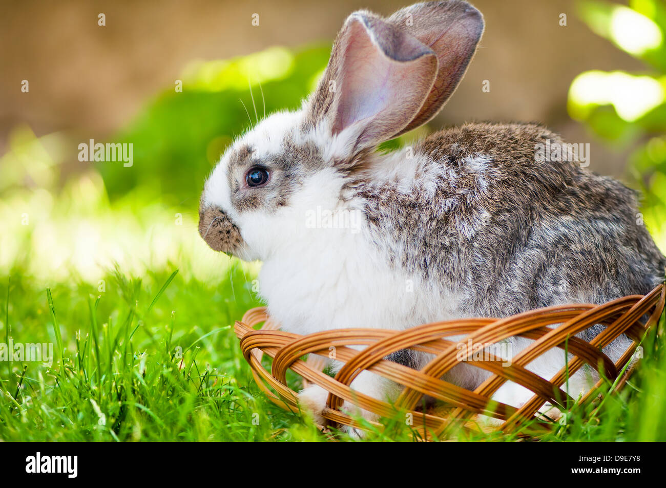 Poco bianco bunny seduto in un cestello di legno, mentre a animali di fattoria rurale Foto Stock