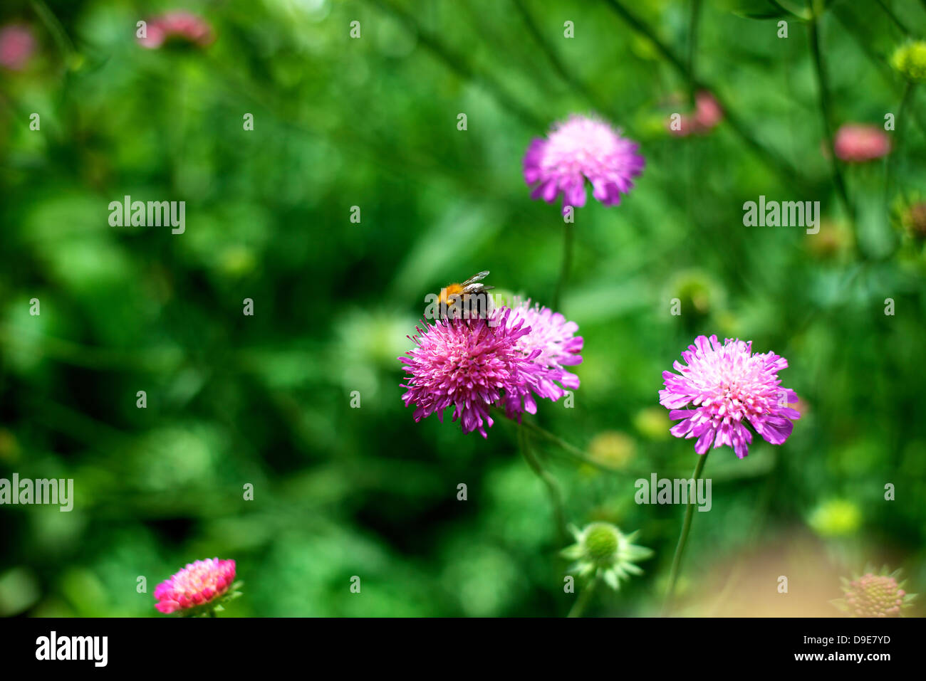 Close up Scabiosa colombari Scabious 'rosa nebbia' fiori e un'ape in un giardino nel Surrey in giugno Foto Stock