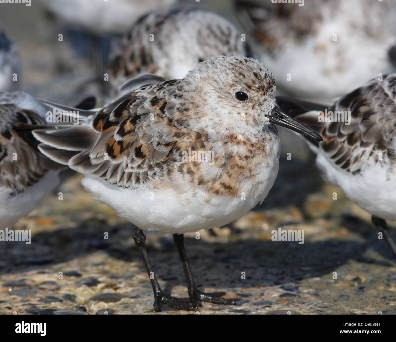 In piedi Sanderling, Calidris alba, moulting il suo piumaggio, chiazzato feather piumaggio né in estate o in inverno piumaggio. Facile confondere l'identificazione. Foto Stock