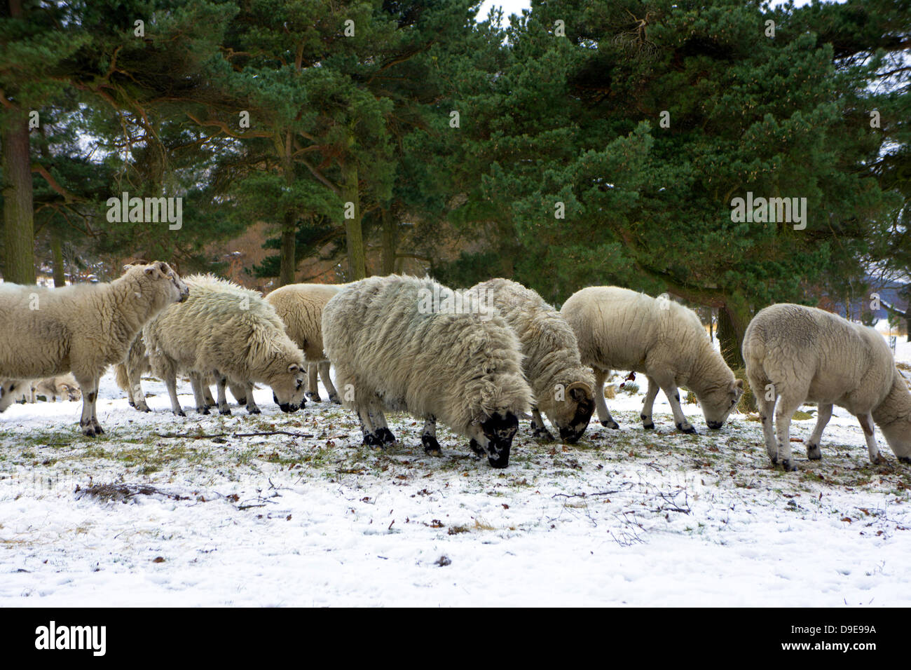 Hillside allevamento ovino in Peak District in inverno. Foto Stock