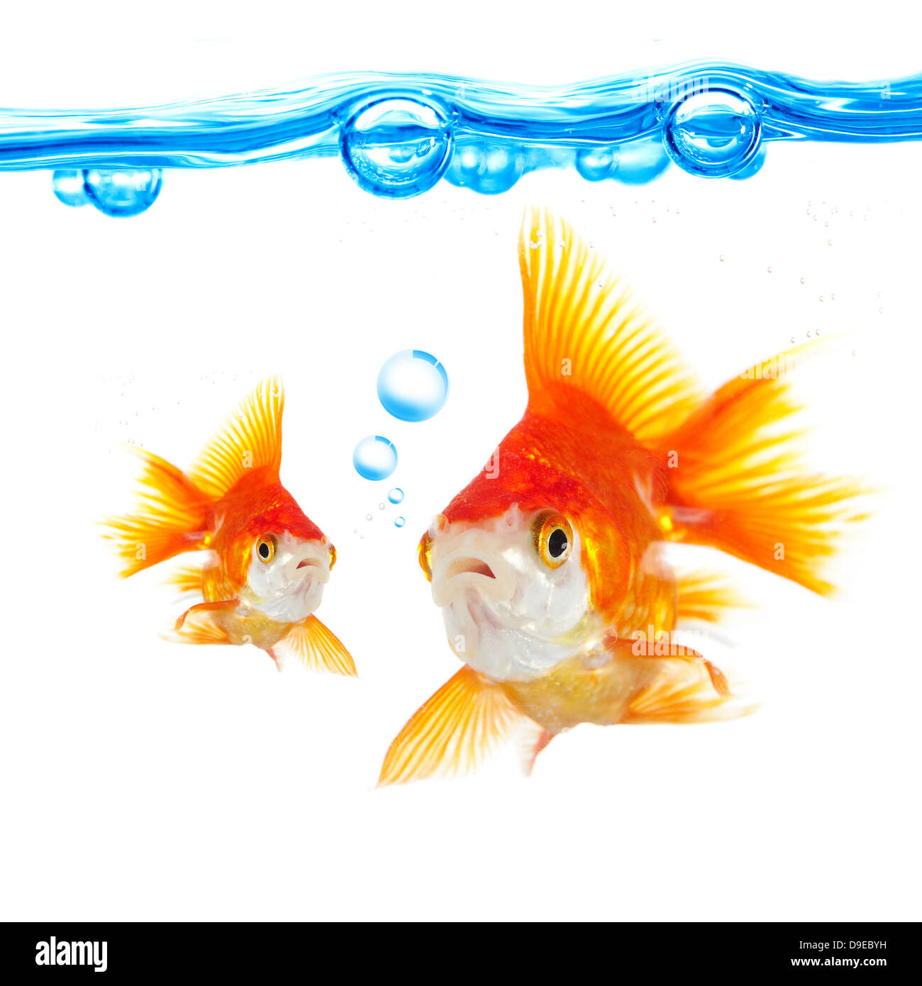 Goldfish e bolle su sfondo bianco Foto Stock