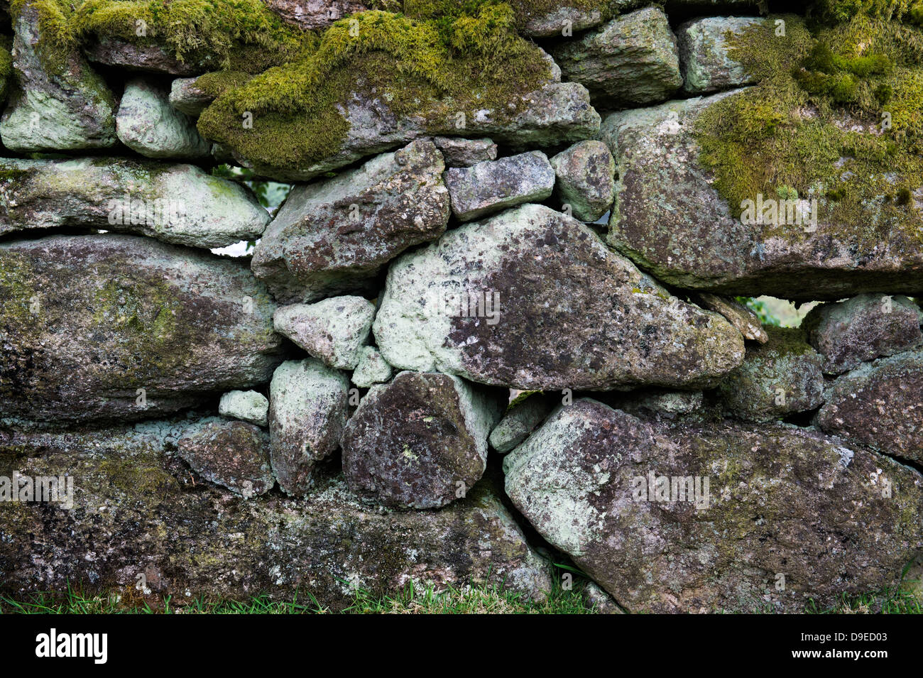 In pietra a secco wal coperti in algael. Devon. Inghilterra Foto Stock