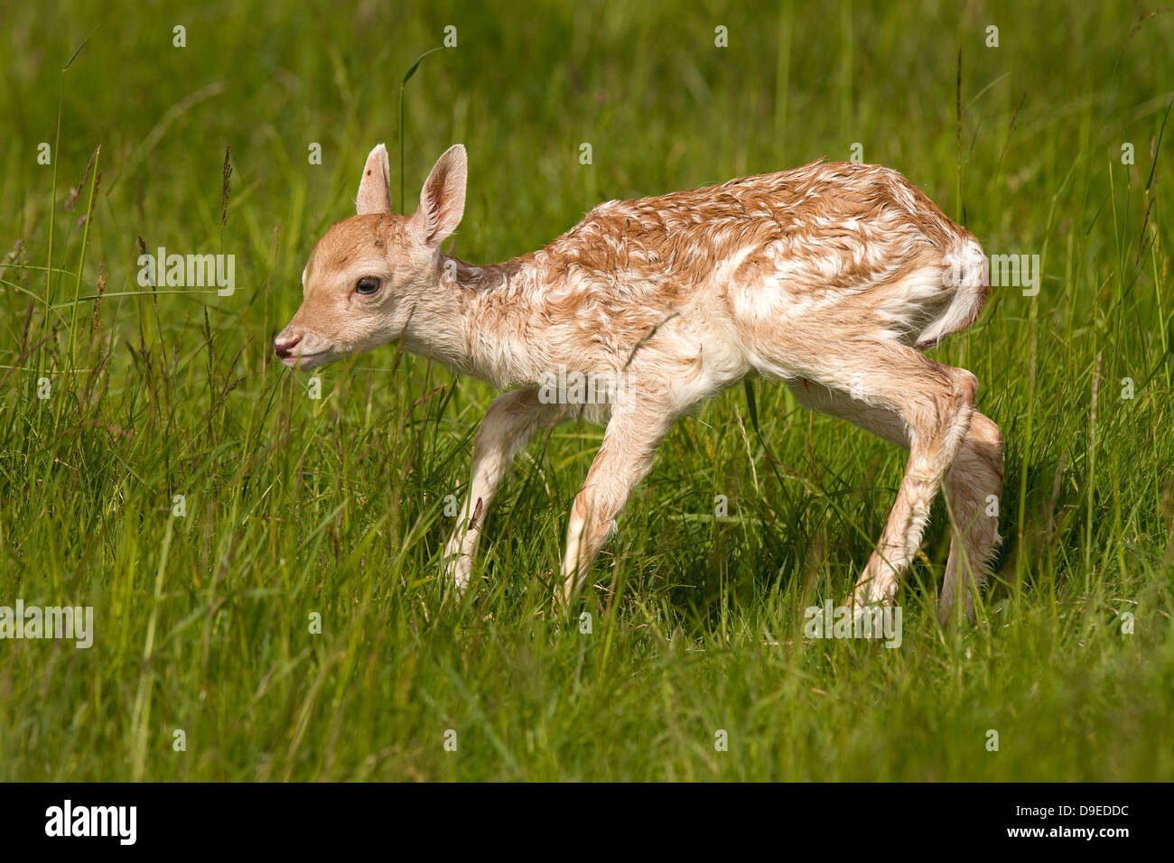 Giovane daino, dama dama arriva a piedi Foto Stock