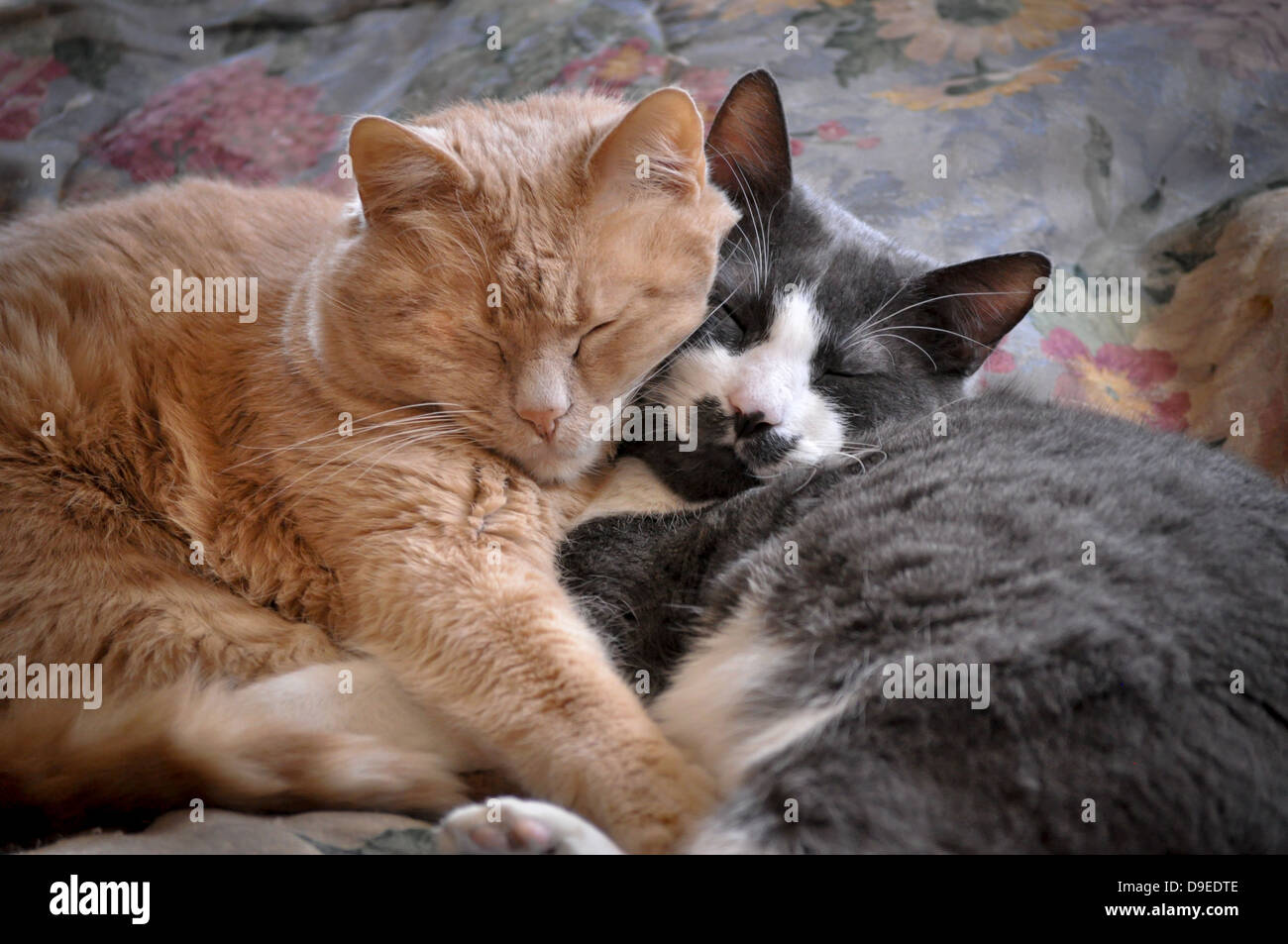 Due tappi di casa napping Foto Stock
