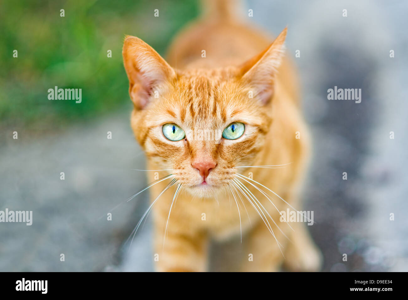 Greco rosso gatto randagio all'aperto sulla strada, la profondità di campo. Foto Stock