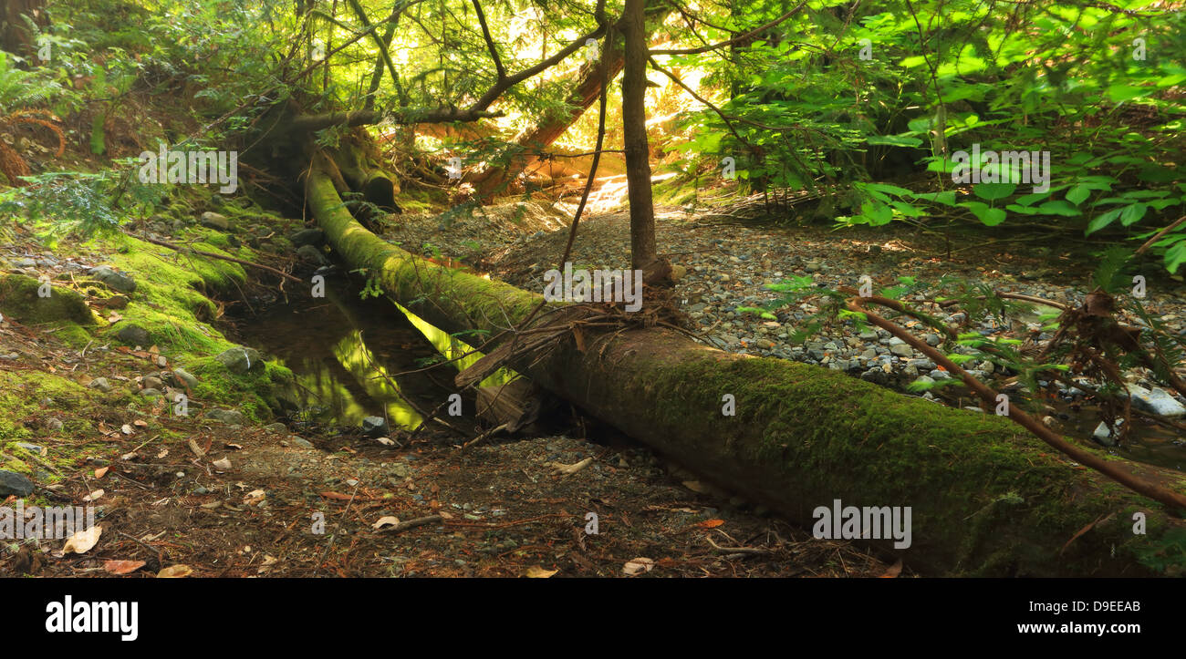 Un muschio registro caduti a cavallo di una tranquilla insenatura in una lussureggiante foresta temperata Foto Stock