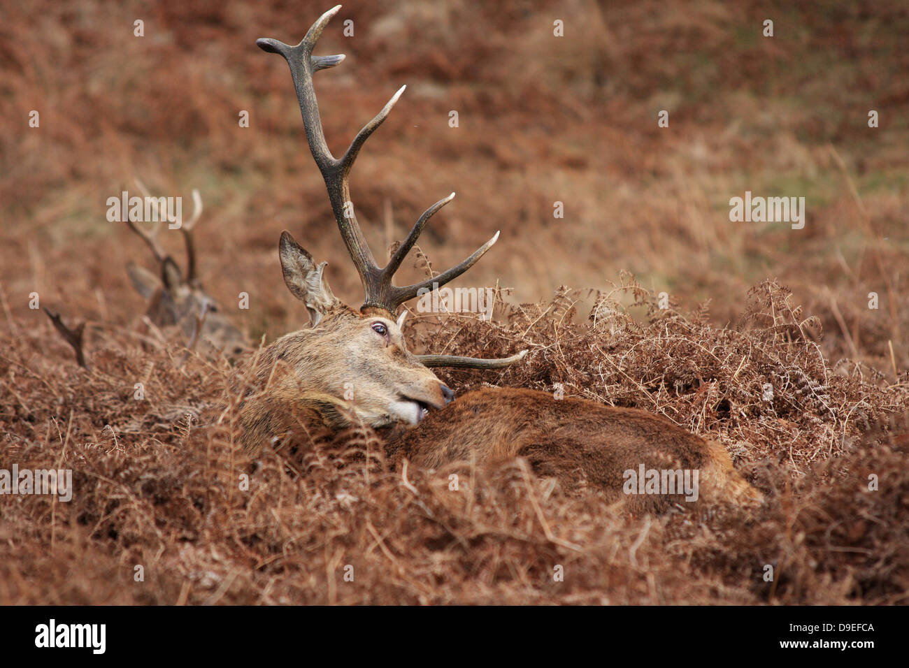 Cervi, Close-up di un maschio di cervo rosso disteso in bracken, toelettatura, Foto Stock