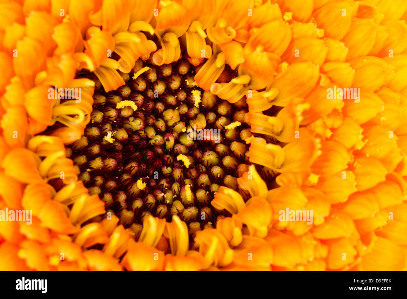 Inquadratura ravvicinata del centro di orange gerbera fiore Foto Stock