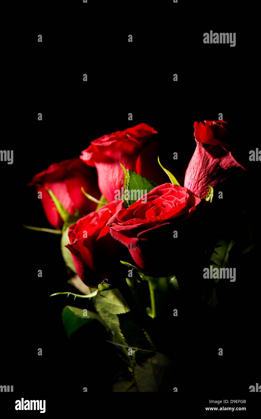 Rose rosse con forte contrasto in ambiente buio Foto Stock