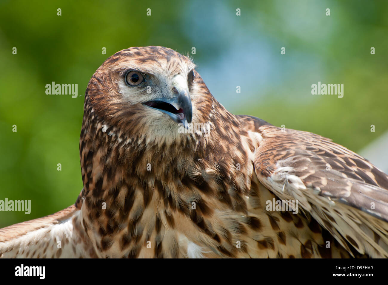 Northern Harrier Foto Stock