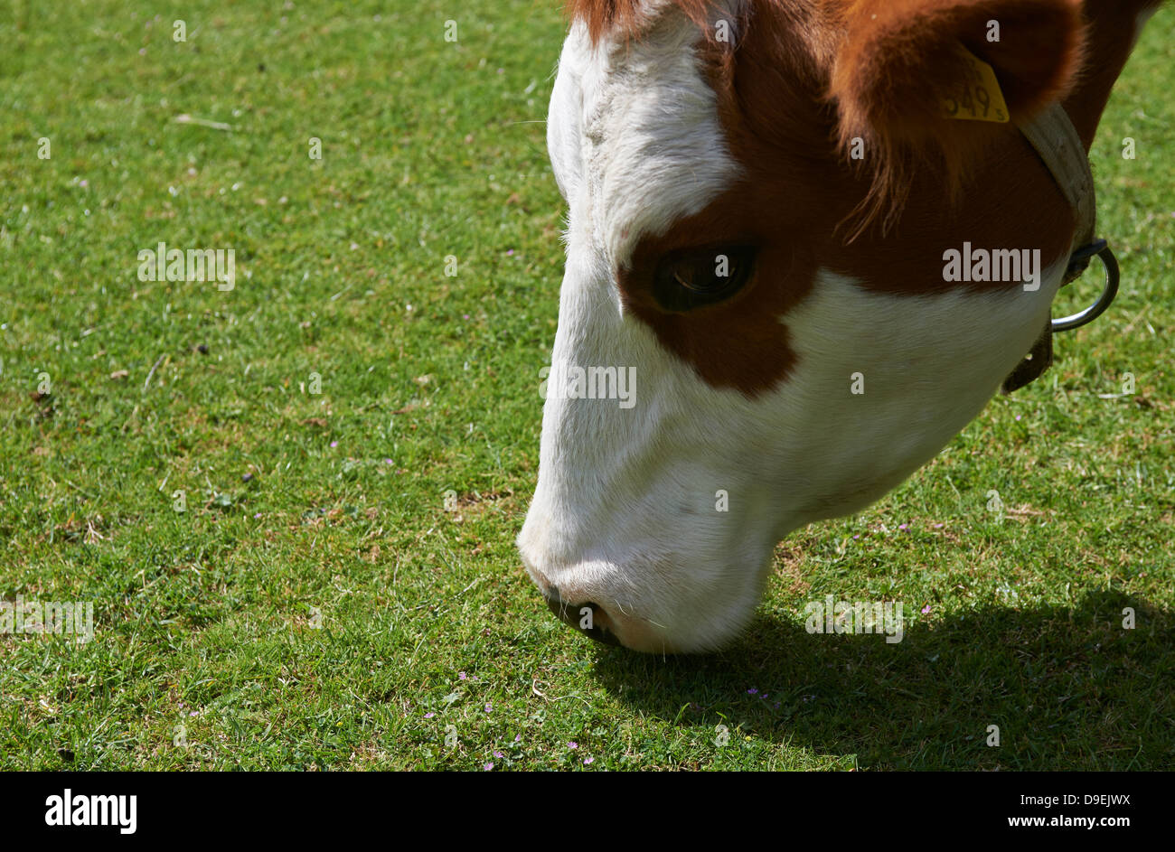 Mucca fuori al feed Foto Stock