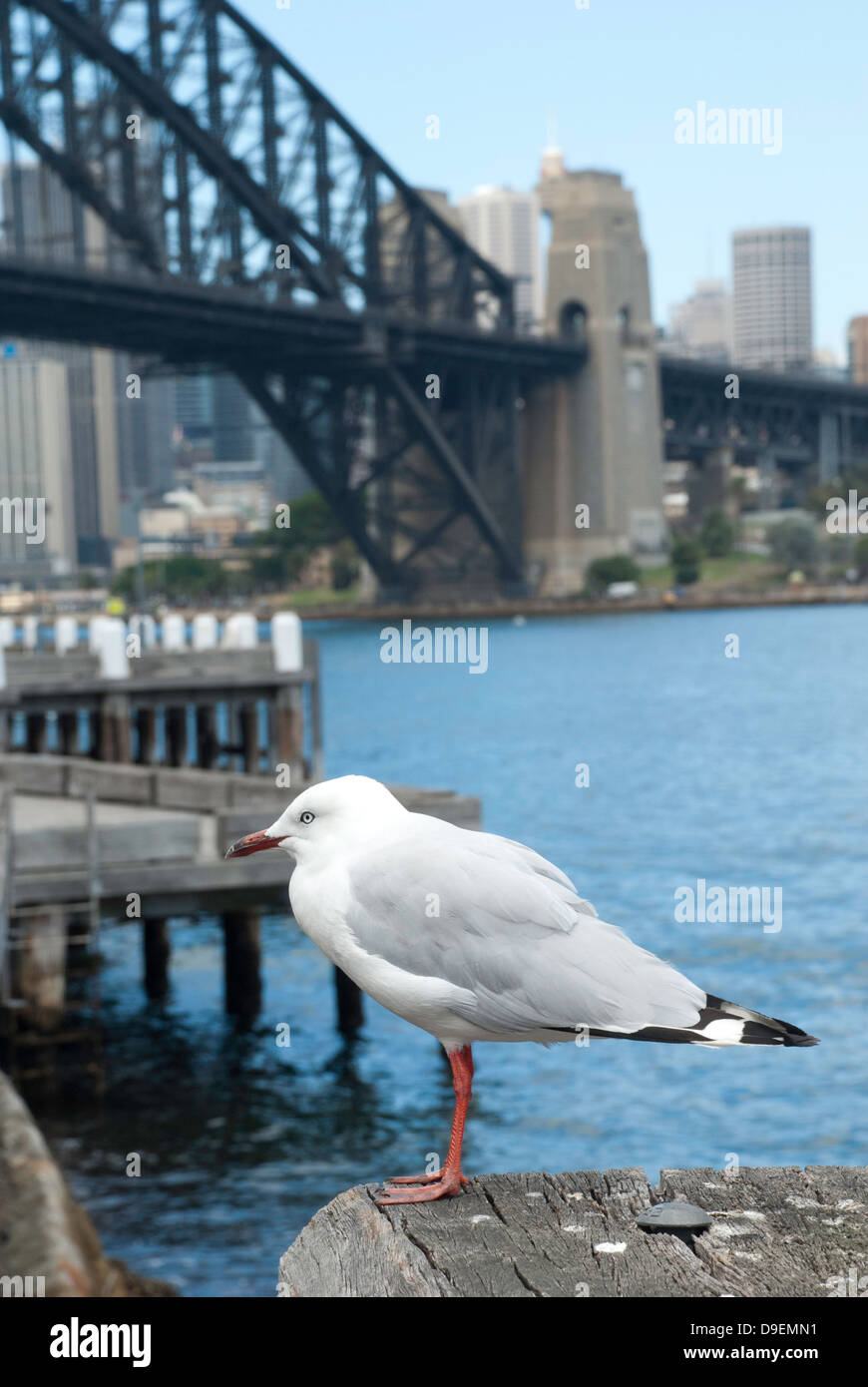 Un gabbiano (Argento gabbiano) in Milson punto, Porto di Sydney, Australia. Foto Stock