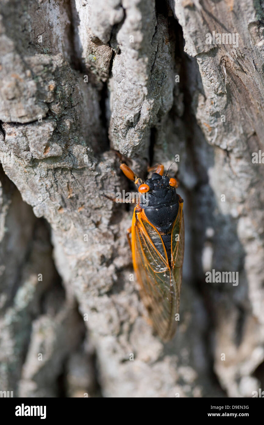 17-anno cicala, noto anche come covata Magicicada II, Foto Stock