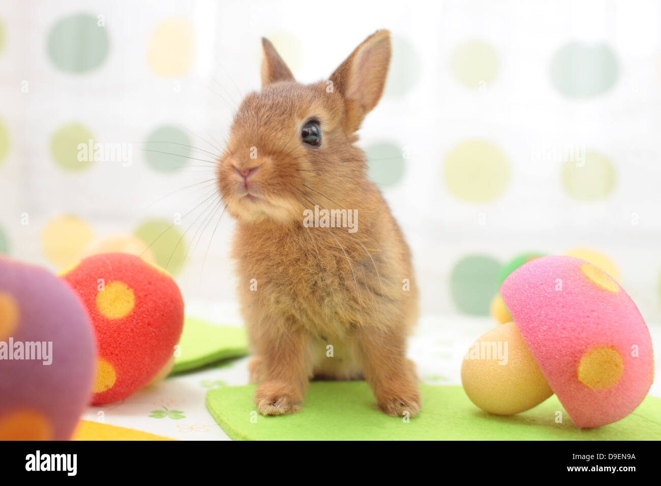 Mini coniglio Foto Stock