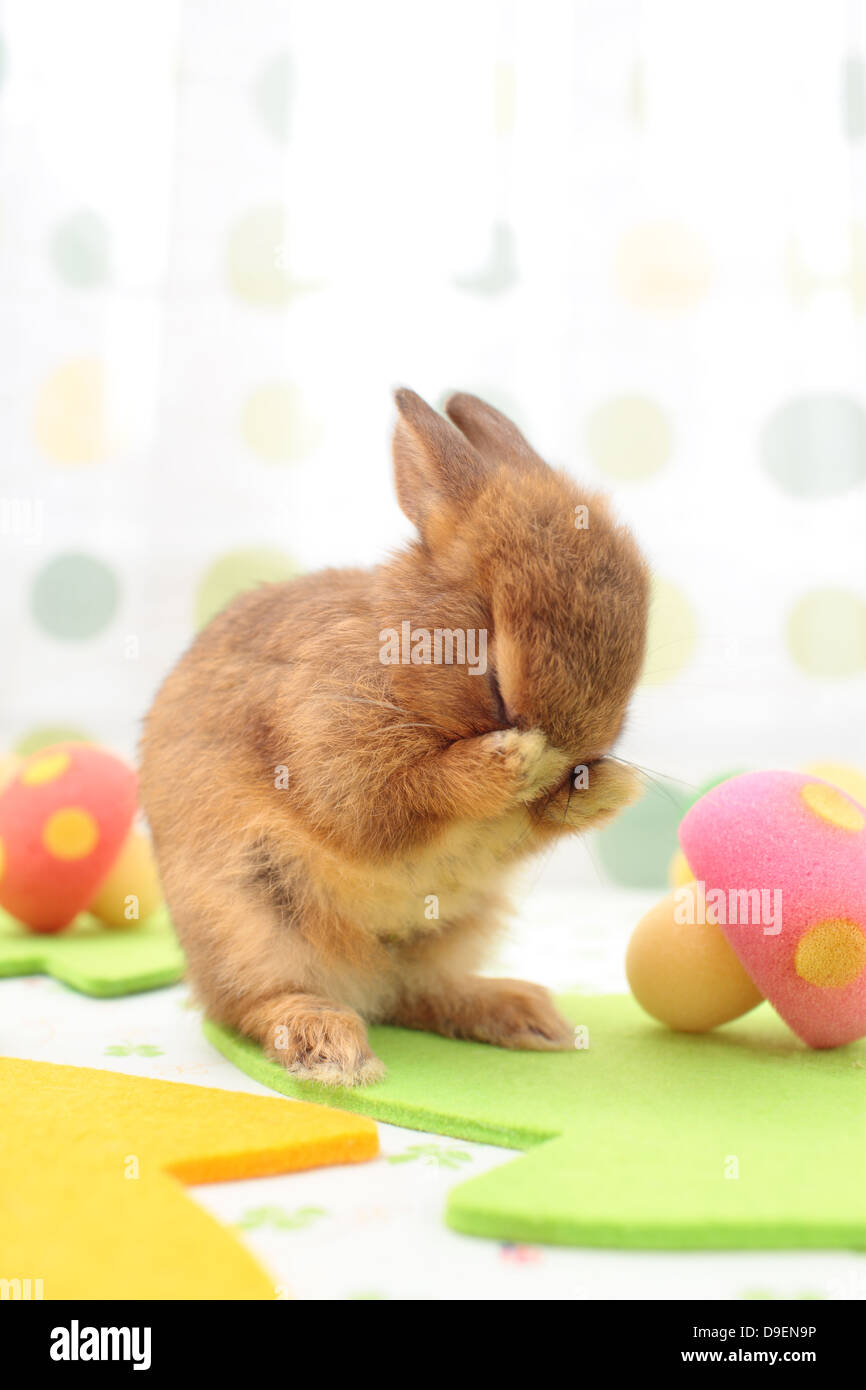 Mini coniglio Foto Stock
