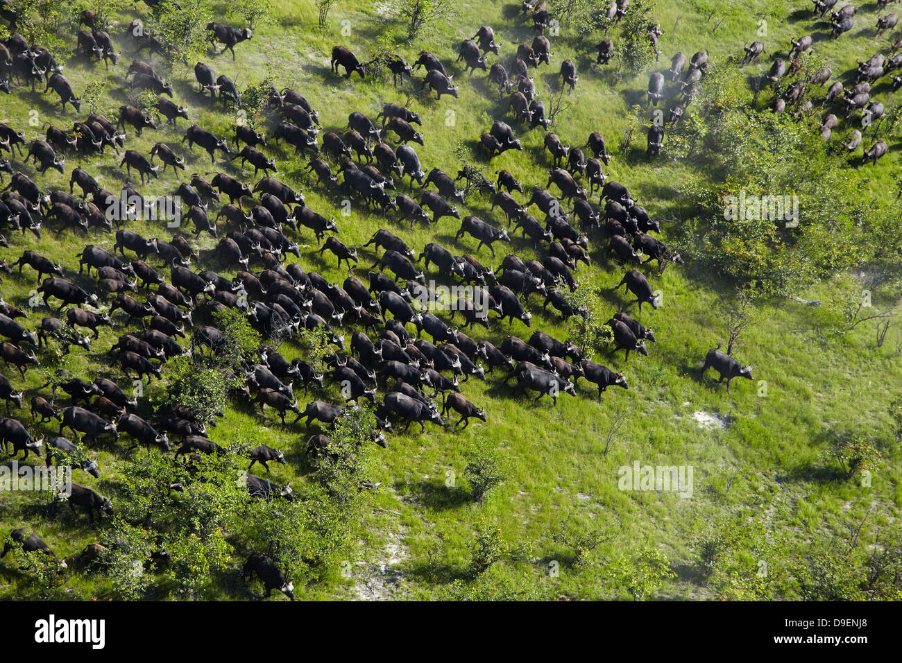 Bufali (Syncerus caffer caffer), Okavango Delta, Botswana, Africa- antenna Foto Stock